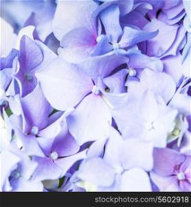 Hydrangea flowers close up as a background