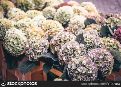Hydrangea flowers in a french market. Horizontal shot