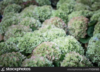 Hydrangea flowers in a french market. Horizontal shot