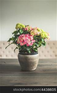 Hydrangea flowers in pot on dinning table in living room, home decoration and interior, retro toned