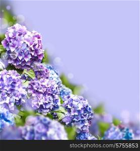 Hydrangea flowers with green leaves over purple background