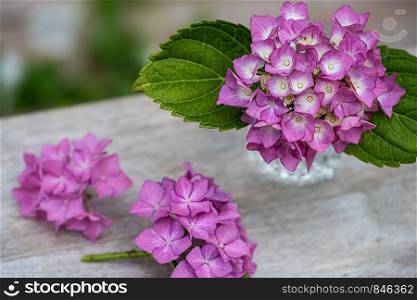hydrangea in a small vase on wooden table
