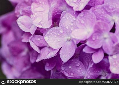 Hydrangea in blooming