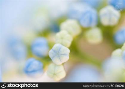 Hydrangea lacecap flower macro