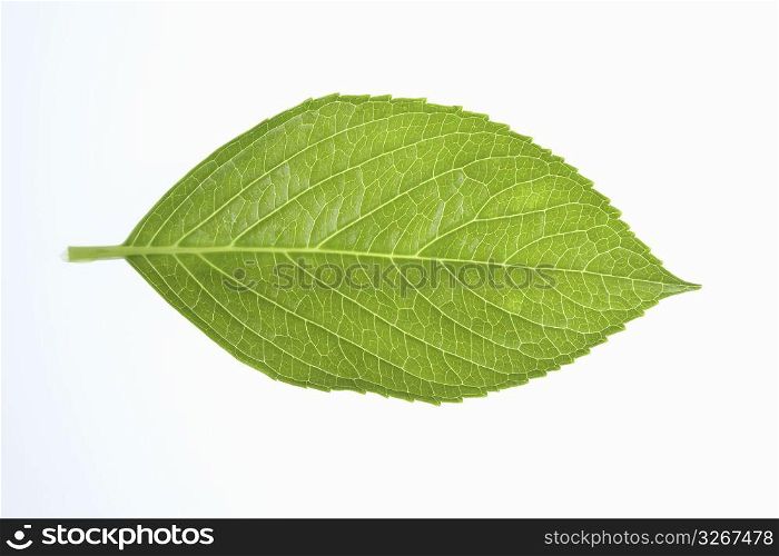 Hydrangea leaf