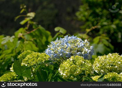 Hydrangea or hortensia in a outdoor garden. Hydrangea