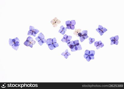 Hydrangea pressed flower