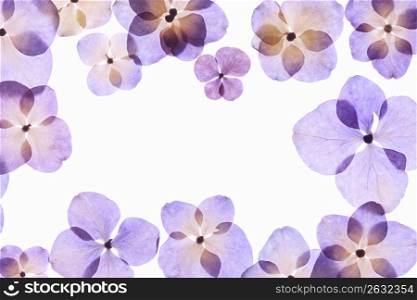 Hydrangea pressed flower