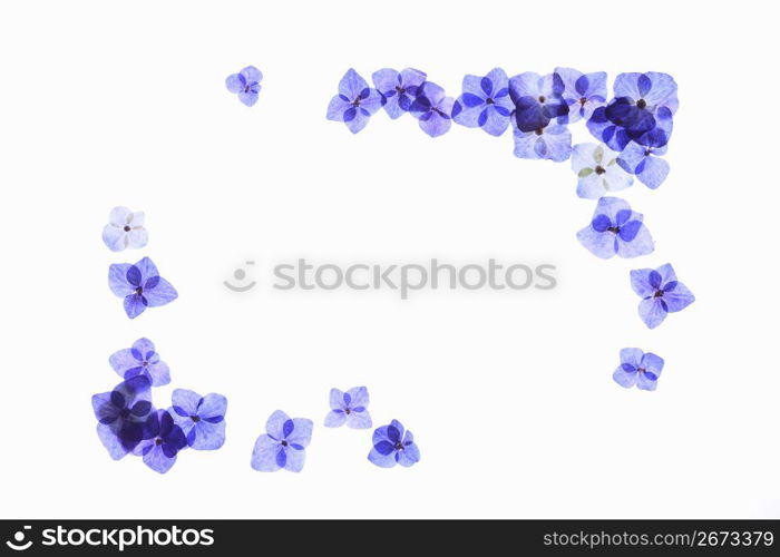 Hydrangea pressed flower