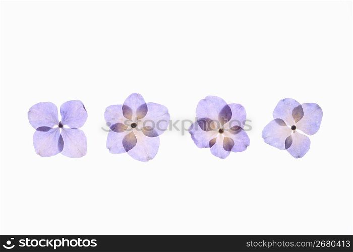 Hydrangea pressed flower