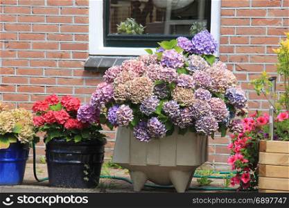 Hydrangeas in various colors in flower pots near a street