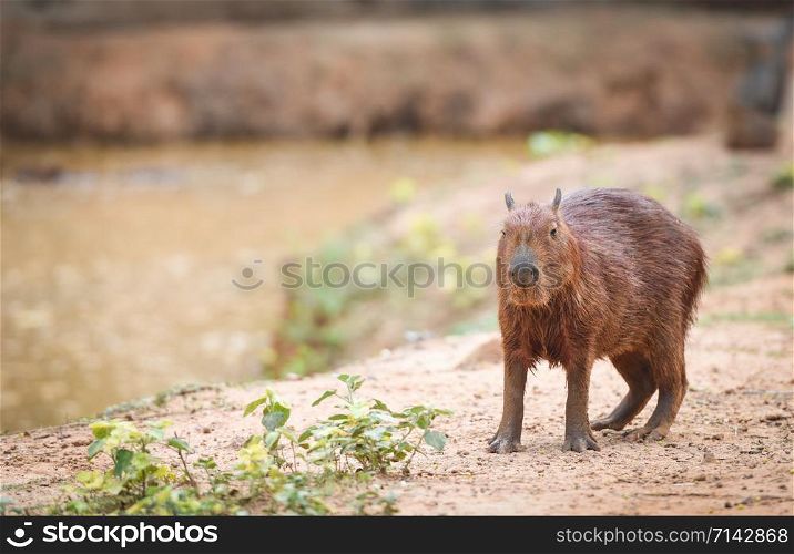 Hydrochaeris hydrochaeris / Capybara in the national park