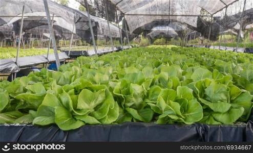 Hydroponic butterhead lettuce . Hydroponic butterhead lettuce growing in cultivation farm