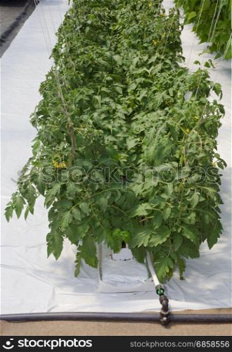 Hydroponic Cultivation of Tomato in Greenhouse