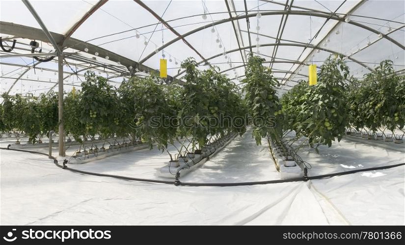 Hydroponic cultivation of tomatoes in greenhouse