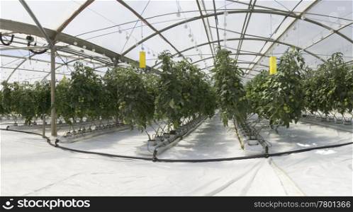 Hydroponic cultivation of tomatoes in greenhouse