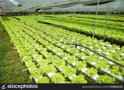 Hydroponic farm salad plants on water without soil agriculture in the greenhouse organic vegetable hydroponic system young and fresh green oak lettuce salad growing in the garden