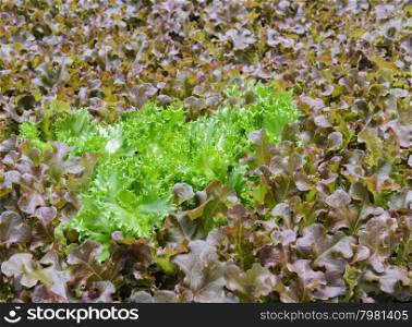Hydroponic Filey Iceberg and Red oak leaf lettuce vegetables plantation in aquaponics system. Selective focus on Filey Iceberg lettuce.