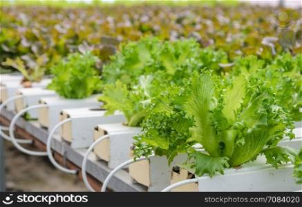 Hydroponic Fillie Iceburg leaf lettuce vegetables plantation in aquaponics system