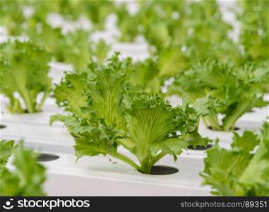 Hydroponic Fillie Iceburg leaf lettuce vegetables plantation in aquaponics system