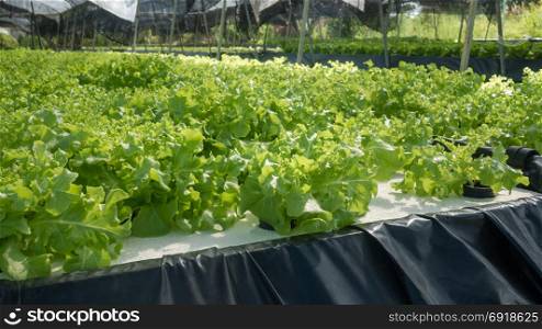 Hydroponic green oak lettuce. Hydroponic green oak lettuce growing in cultivation farm