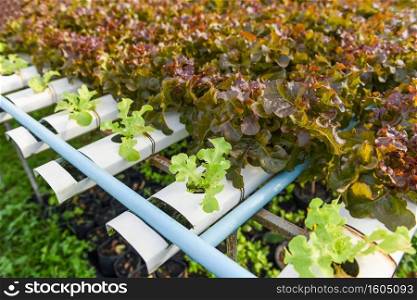 Hydroponic lettuce growing in garden hydroponic farm lettuce salad organic for health food, Greenhouse vegetable on water pipe with green oak and red oak 
