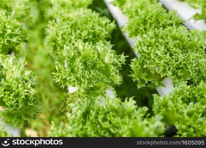 Hydroponic lettuce growing in garden hydroponic farm lettuce salad organic for health food, Greenhouse vegetable on water pipe with green coral lettuce