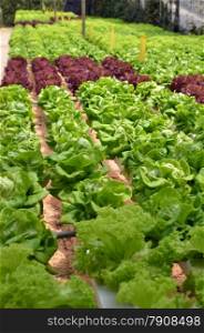 Hydroponic lettuce in greenhouse. The hydroponic greenhouse production system was designed for small operation. Hydroponic lettuce in greenhouse