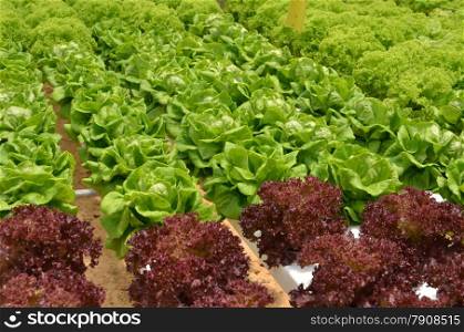 Hydroponic lettuce in greenhouse. The hydroponic greenhouse production system was designed for small operation. Hydroponic lettuce in greenhouse.
