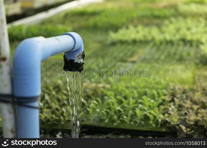 Hydroponic system water and fertilizer automation for vegetable green oak vegetable garden, eco organic modern smart farm 4.0 technology, Agronomist in Agriculture Field read a report
