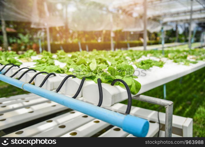 Hydroponic system young vegetable and fresh green butter lettuce salad growing garden hydroponic farm plants on water without soil agriculture in the greenhouse organic for health food