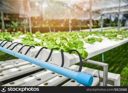 Hydroponic system young vegetable and fresh green butter lettuce salad growing garden hydroponic farm plants on water without soil agriculture in the greenhouse organic for health food