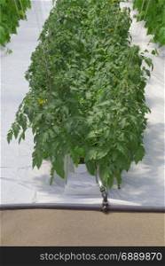 Hydroponic Tomato Plant Green House