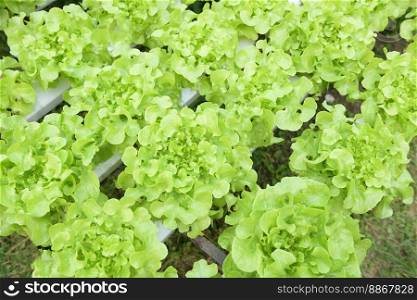 hydroponic vegetables from hydroponic farms fresh green oak lettuce growing in the garden, hydroponic plants on water without soil agriculture organic health food nature leaf crop bio
