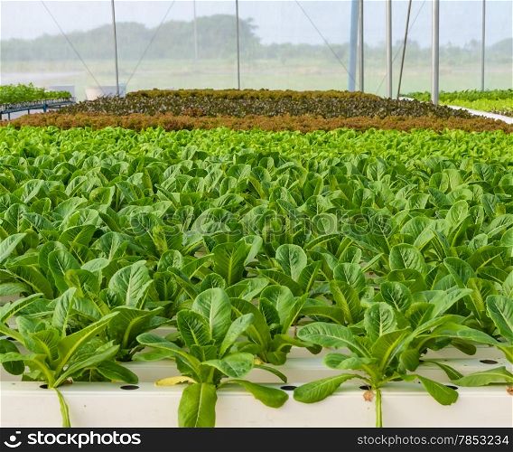 Hydroponic vegetables plantation