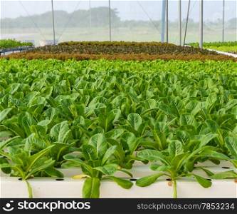 Hydroponic vegetables plantation