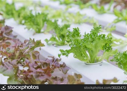 Hydroponics greenhouse. Organic green vegetables salad in hydroponics farm for health, food and agriculture concept design. Hydroponics is a non soil plant.