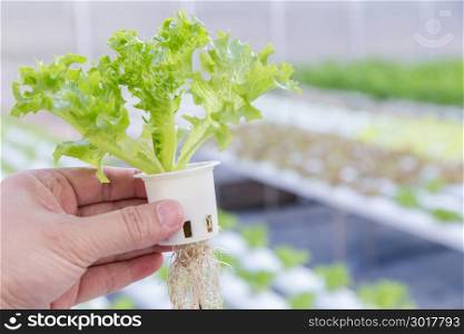 Hydroponics greenhouse. Organic vegetables salad in hydroponics farm for health, food and agriculture concept design. Hydroponics is a non soil plant.