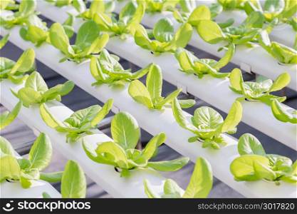 Hydroponics greenhouse. Organic vegetables salad in hydroponics farm for health, food and agriculture concept design. Hydroponics is a non soil plant.