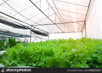 Hydroponics vegetable cultivation farm. Organic salad vegetables