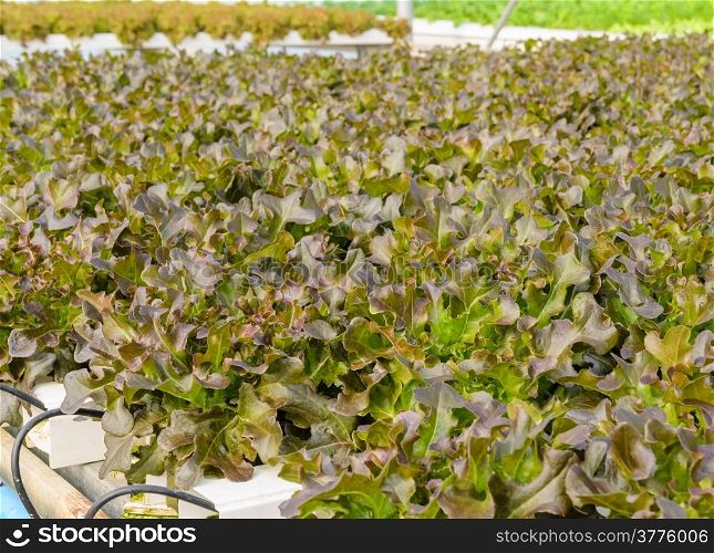 Hydroponics vegetable plantation