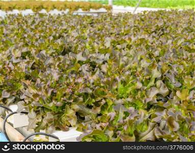 Hydroponics vegetable plantation