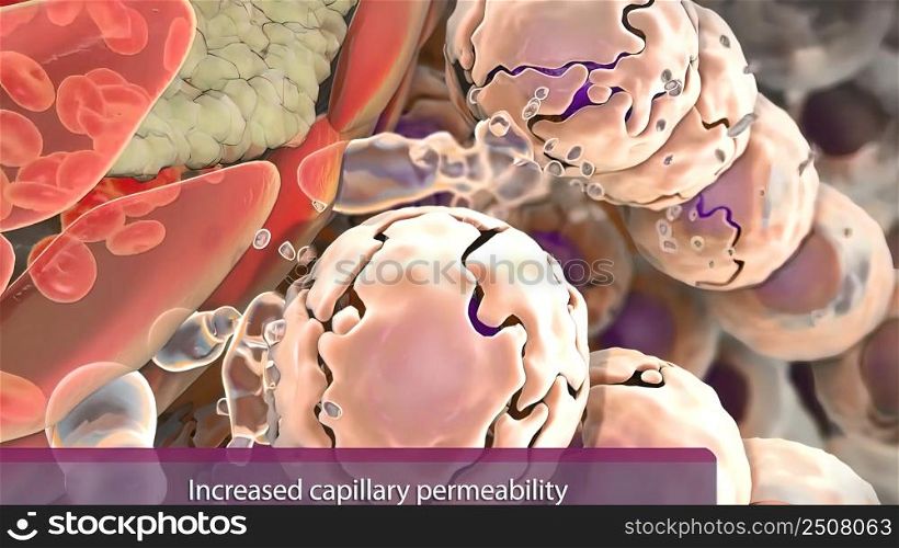 hydrostatic pressure in the capillaries increases the production of tissue fluid, allowing more water to come out 3D illustration. hydrostatic pressure in capillaries