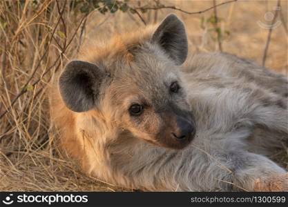 Hyena, crocuta crocuta, Kruger National Park, South Africa