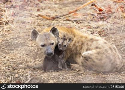 Hyena cub cuddle up with it?s mother Kruger NP South Africa