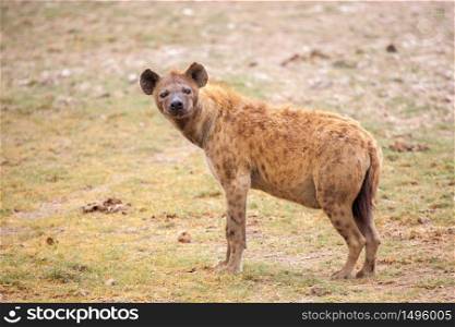Hyena is watching, on safari in Kenya