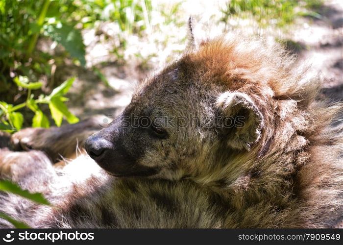 Hyena lying on ground