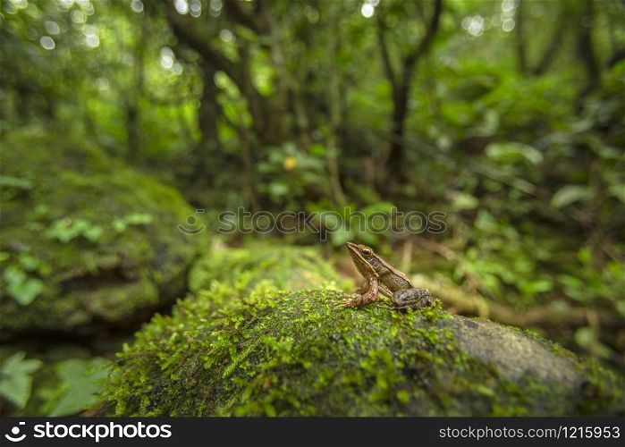 Hylarana caesari or Maharashtra golden-backed frog, Koyna, Maharashtra, india