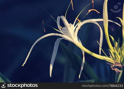 Hymenocallis littoralis, Beach Spider Lily is a plant species of the genus Hymenocallis