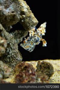 Hymenocera picta or Harlequin shrimp on the rock marine life underwater ocean